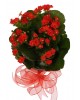 Saksıda Kırmızı Kalanşo (Kalanchoe)